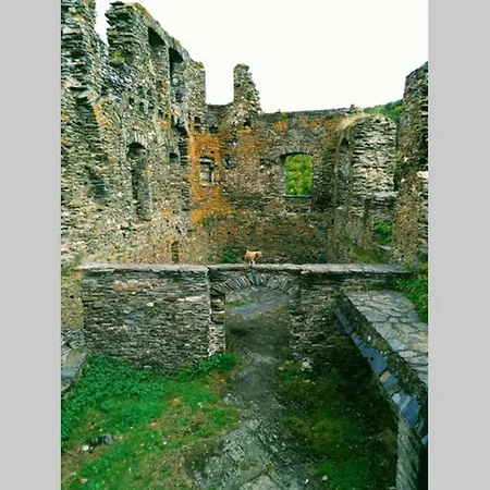 Alpaka Blick * Schneppenbach