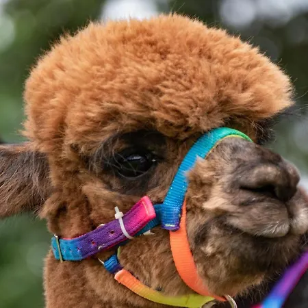 Alpaka Blick Schneppenbach