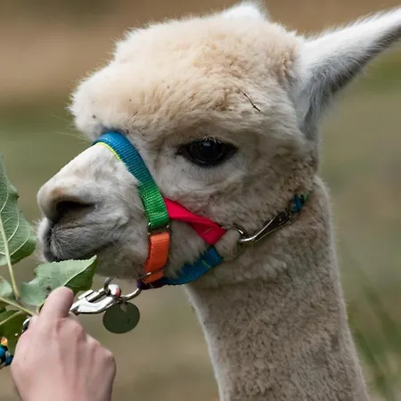 Alpaka Blick Apartmán Schneppenbach