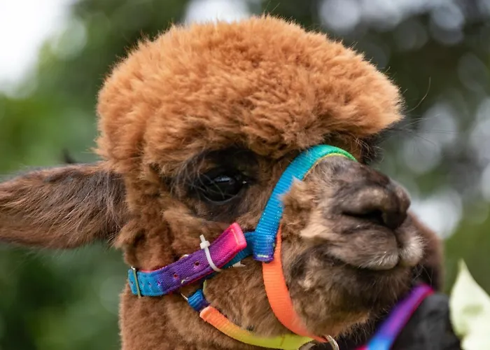 Alpaka Blick Schneppenbach