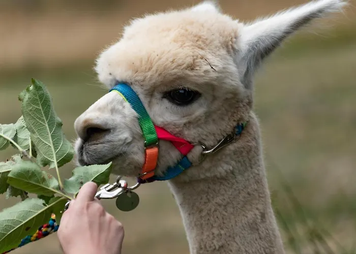 Alpaka Blick 公寓 Schneppenbach